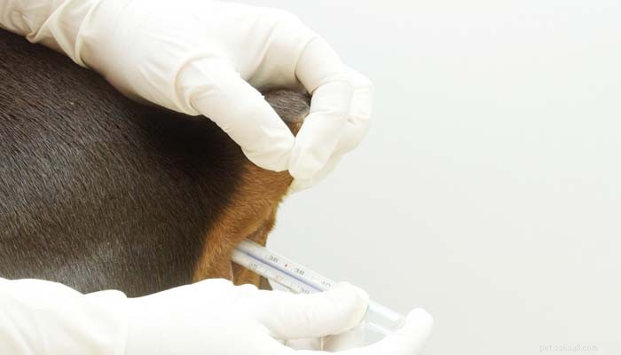 Assessing Your Dog’s Temperature Without a Thermometer: Trusted Methods & Myths Debunked