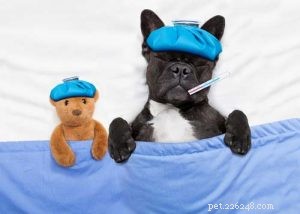 Assessing Your Dog’s Temperature Without a Thermometer: Trusted Methods & Myths Debunked