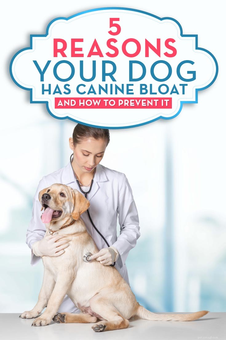 5 Causes of Canine Bloat & How to Safely Prevent It