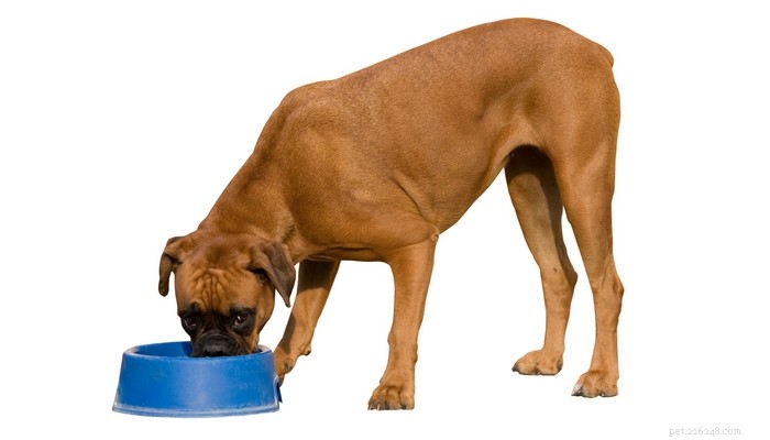 5 Causes of Canine Bloat & How to Safely Prevent It
