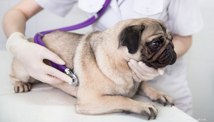 5 Causes of Canine Bloat & How to Safely Prevent It