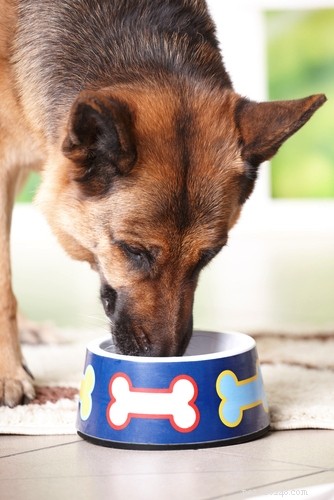 5 Causes of Canine Bloat & How to Safely Prevent It