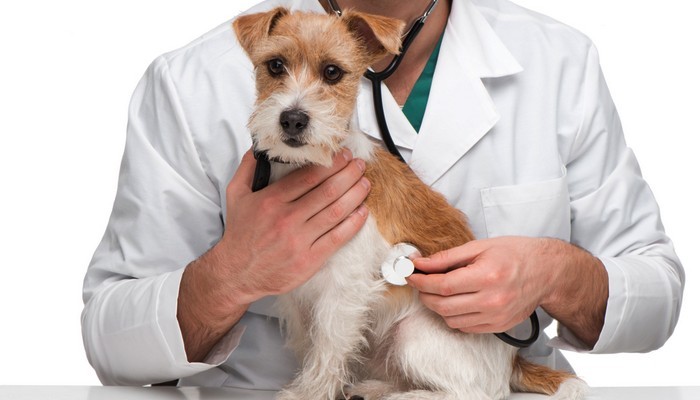 EBVM vs. Holistic Vet Care: Choosing the Right Treatment for Your Dog s Health