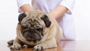 EBVM vs. Holistic Vet Care: Choosing the Right Treatment for Your Dog s Health