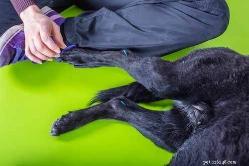 EBVM vs. Holistic Vet Care: Choosing the Right Treatment for Your Dog s Health