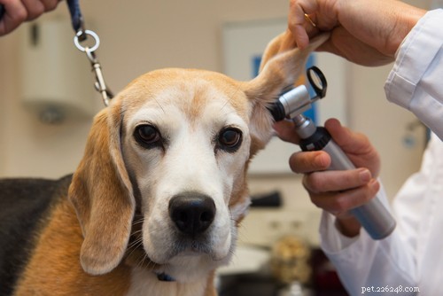 EBVM vs. Holistic Vet Care: Choosing the Right Treatment for Your Dog s Health