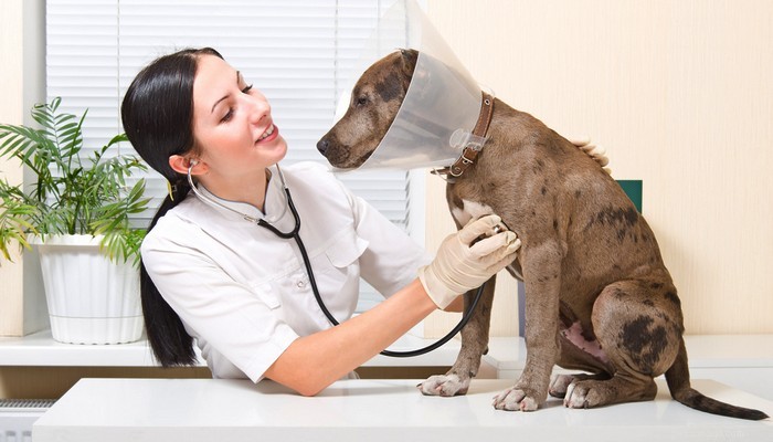 EBVM vs. Holistic Vet Care: Choosing the Right Treatment for Your Dog s Health