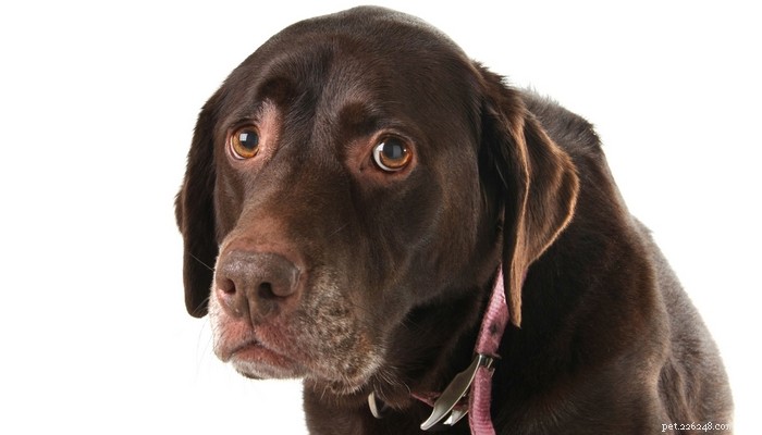 Canine Mental Health 101: Spotting & Treating Depression & Compulsion Disorders