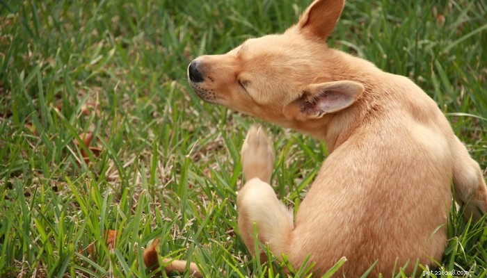 12 Proven Health Benefits of Coconut Oil for Dogs: Boost Wellness & Vitality