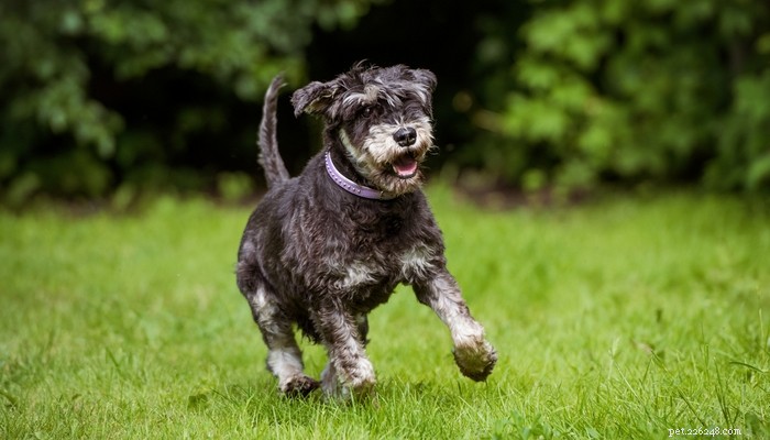 12 Proven Health Benefits of Coconut Oil for Dogs: Boost Wellness & Vitality