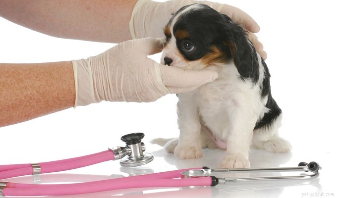 Top 7 Resources to Understand and Combat Canine Parvovirus