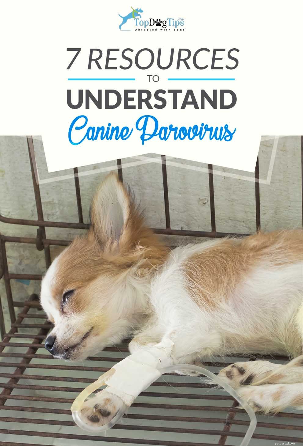 Top 7 Resources to Understand and Combat Canine Parvovirus