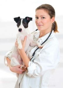 The Ultimate Evidence-Based Guide to Holistic Dog Health