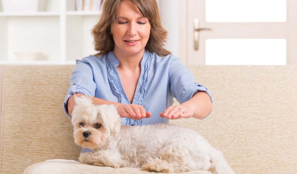 The Ultimate Evidence-Based Guide to Holistic Dog Health