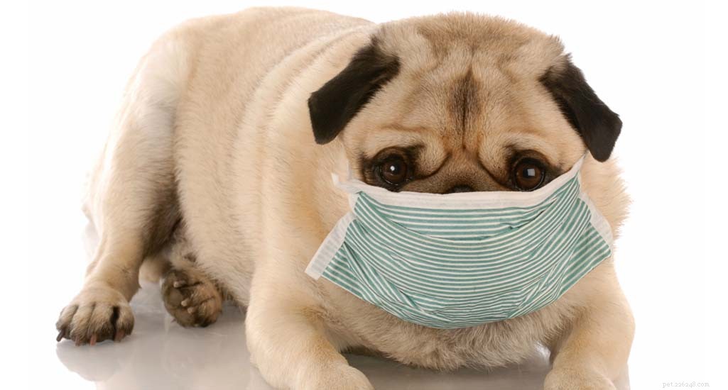 The Ultimate Evidence-Based Guide to Holistic Dog Health