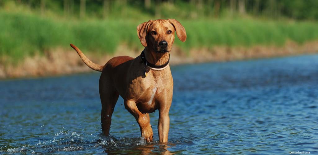 The Ultimate Evidence-Based Guide to Holistic Dog Health