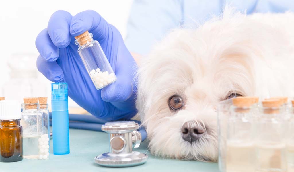 The Ultimate Evidence-Based Guide to Holistic Dog Health