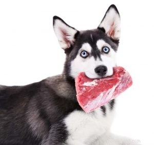 The Ultimate Evidence-Based Guide to Holistic Dog Health