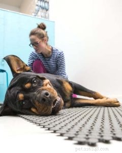 The Ultimate Evidence-Based Guide to Holistic Dog Health