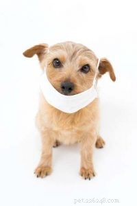 The Ultimate Evidence-Based Guide to Holistic Dog Health