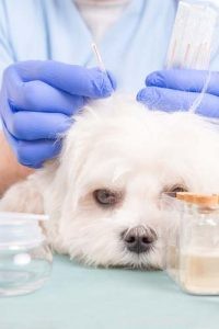The Ultimate Evidence-Based Guide to Holistic Dog Health