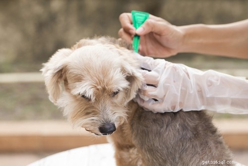 Top 3 Flea & Tick Treatments for Dogs: Frontline, Seresto, and Vet s Best – A Comprehensive Comparison