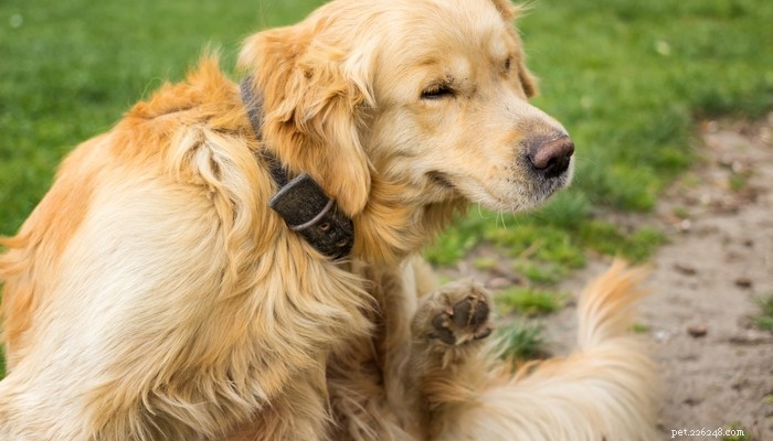 Top 3 Flea & Tick Treatments for Dogs: Frontline, Seresto, and Vet s Best – A Comprehensive Comparison