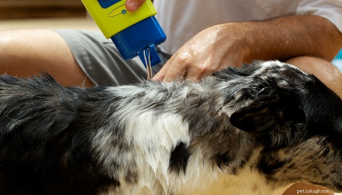 Essential Guide to Preventing Fleas on Dogs: Protect Your Pet Now