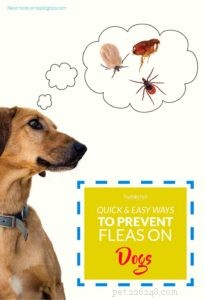 Essential Guide to Preventing Fleas on Dogs: Protect Your Pet Now