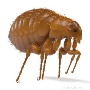 Essential Guide to Preventing Fleas on Dogs: Protect Your Pet Now