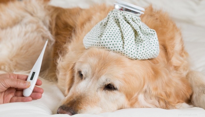 Pro Pet Hero Online Dog First Aid Course: Expert Review & Key Takeaways