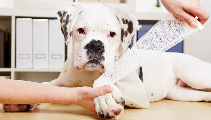 Pro Pet Hero Online Dog First Aid Course: Expert Review & Key Takeaways
