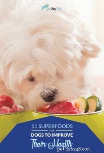 Top 11 Superfoods to Boost Your Dog’s Health and Vitality