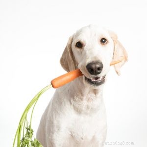 Top 11 Superfoods to Boost Your Dog’s Health and Vitality