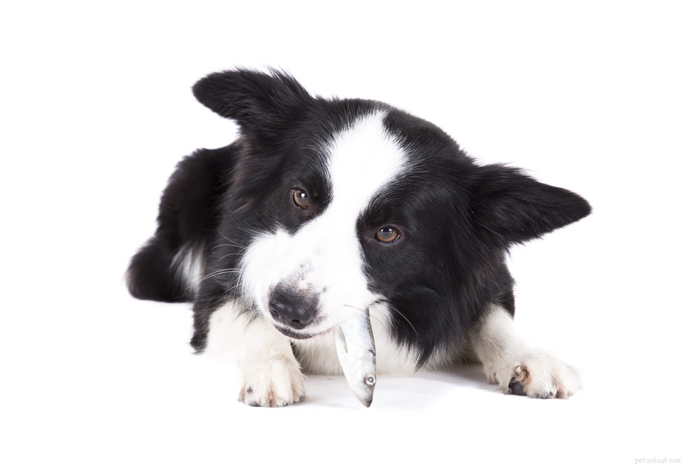 Top 11 Superfoods to Boost Your Dog’s Health and Vitality