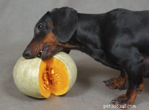 Top 11 Superfoods to Boost Your Dog’s Health and Vitality