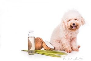Top 11 Superfoods to Boost Your Dog’s Health and Vitality