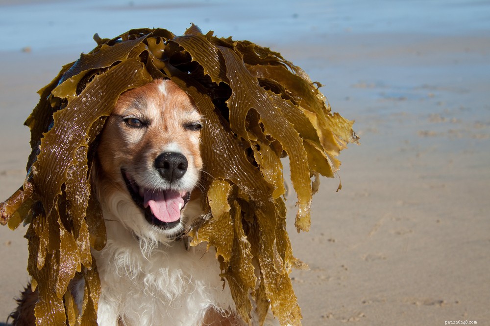 Top 11 Superfoods to Boost Your Dog’s Health and Vitality