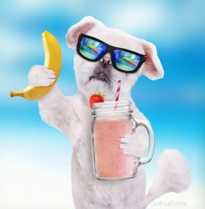 Top 11 Superfoods to Boost Your Dog’s Health and Vitality