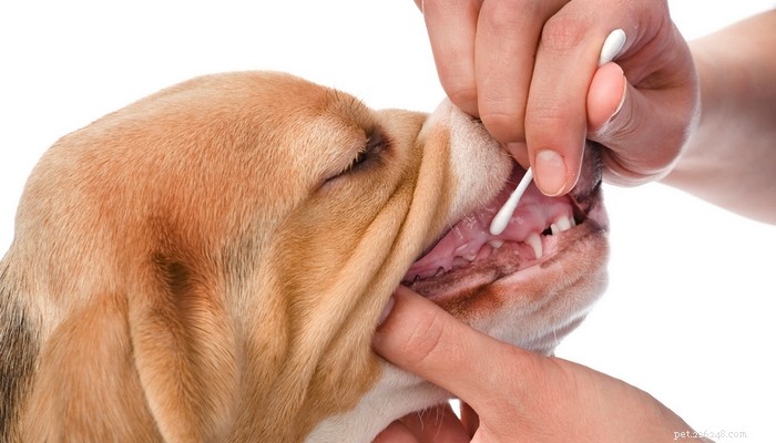Embark Dog DNA Test Kit Review: Uncover 160+ Genetic Health Risks & Ancestry