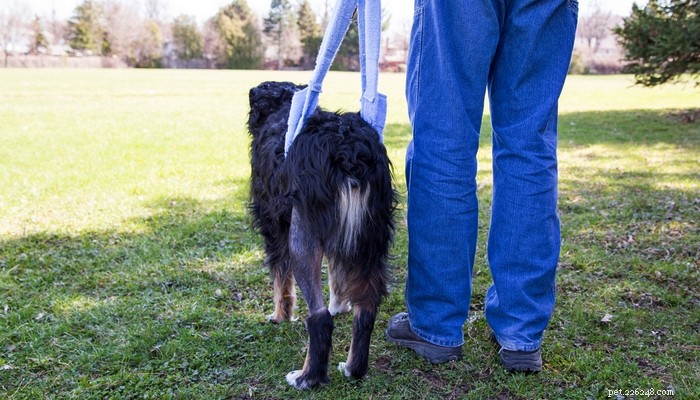 How to Safely Help Your Dog Get onto Beds and Cars – Simple Steps for All Ages