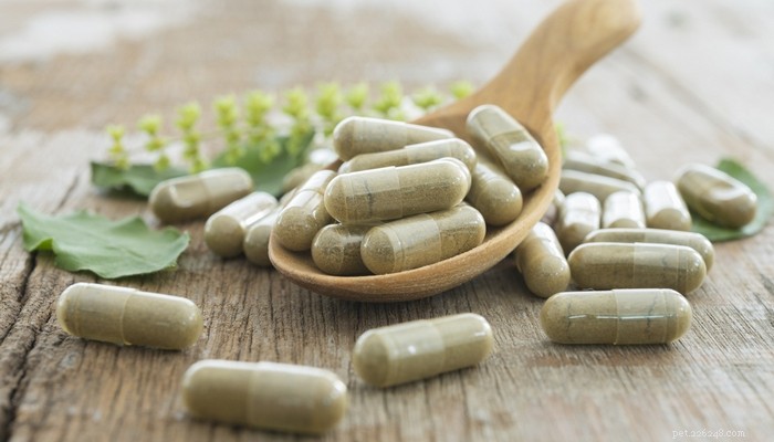 Choosing the Best Probiotics for Dogs: Are They Essential for Your Pet’s Health?