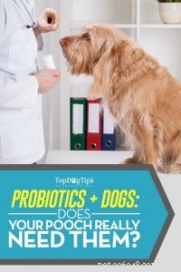 Choosing the Best Probiotics for Dogs: Are They Essential for Your Pet’s Health?