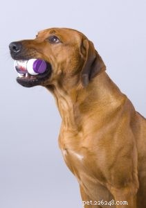 Choosing the Best Probiotics for Dogs: Are They Essential for Your Pet’s Health?