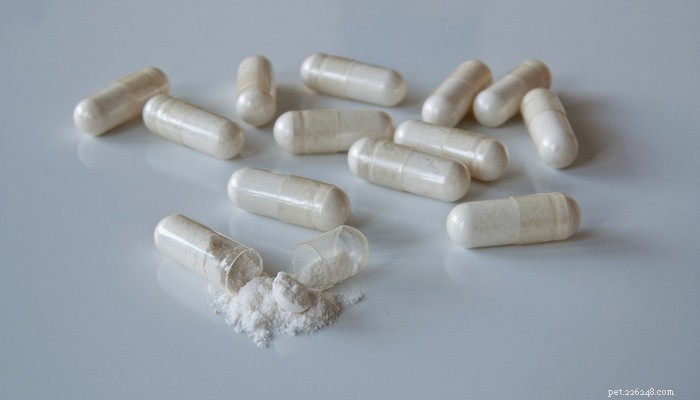 Choosing the Best Probiotics for Dogs: Are They Essential for Your Pet’s Health?