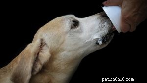 Choosing the Best Probiotics for Dogs: Are They Essential for Your Pet’s Health?