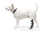 Top 17 Must‑Have Items for a Comprehensive Dog First Aid Kit