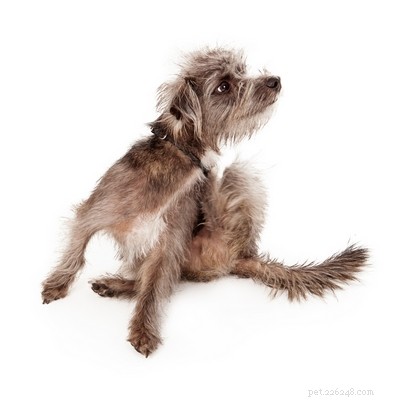 7 Expert Feeding Strategies to Prevent and Manage Dog Allergies