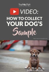 Step‑by‑Step Guide to Safely Collecting a Dog Urine Sample