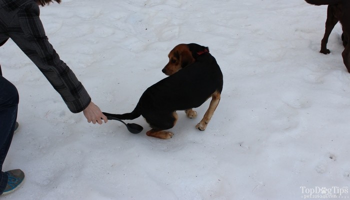 Step‑by‑Step Guide to Safely Collecting a Dog Urine Sample